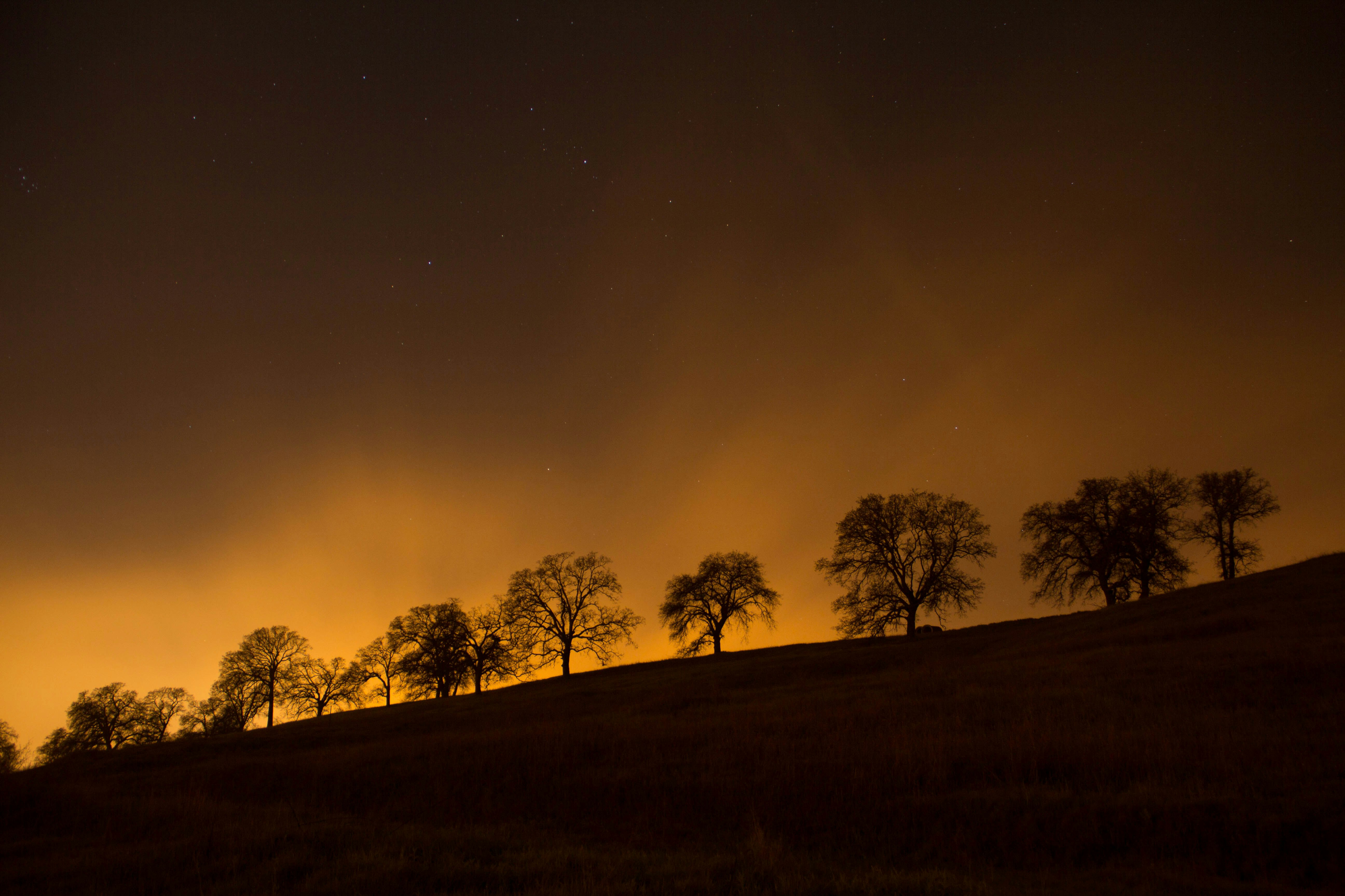 trees on top of hill